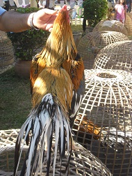 ไก่อุดมทัศนีย์